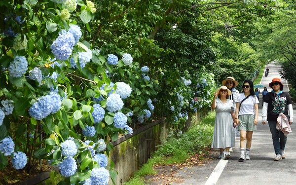수국길 축제장을 미리 찾은 관광객들이 수국을 바라보며 산책하고 있다. (사진=강진군)