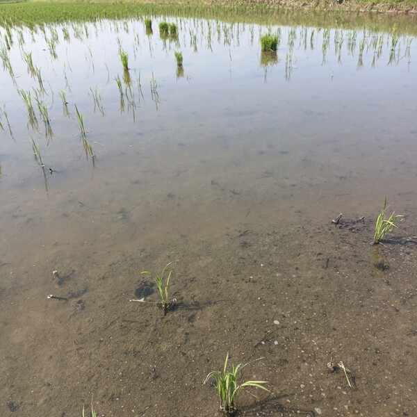 ▲전남 강진군에서 모내기를 마친 논에 우렁이의 피해가 속출하고 있어 사회적인 문제로 대두되고 있다. 사진은 우렁이 피해로 벼가 사라지고 텅빈 논바닥만 남은 모습 /이범용 기자.