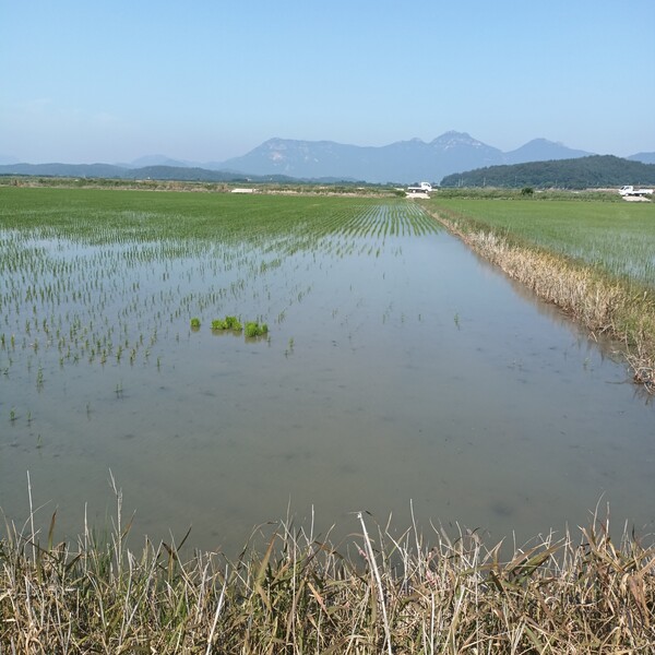 ▲전남 강진군에서 모내기를 마친 논에 우렁이의 피해가 속출하고 있어 사회적인 문제로 대두되고 있다. 사진은 우렁이 피해로 벼가 사라지고 텅빈 논바닥만 남은 모습 /이범용 기자.