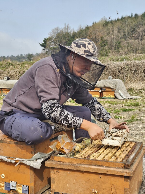 김명진 대표가 강진읍에 있는 양봉장에서 작업을 하고 있는 모습 (사진=강진군)