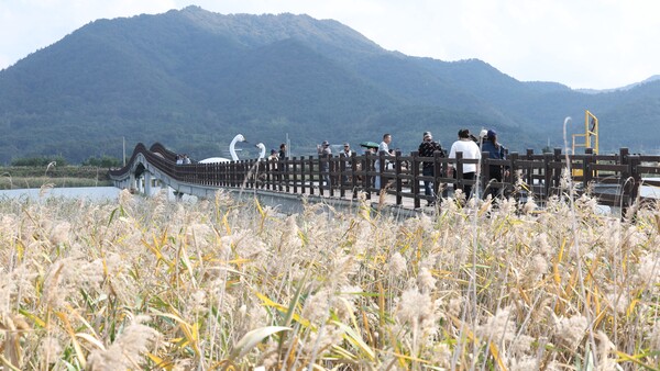 제10회 강진만 춤추는 갈대축제가 지난 25일 강진만 생태공원에서 막을 올린 가운데 강진만을 찾은 관광객들이 20만평에 이르는 갈대밭을 걸으며 가을을 만끽하고 있다. (사진=강진군)