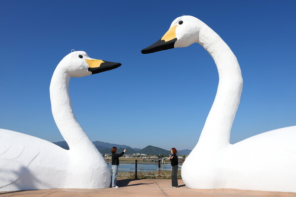 큰 고니 조형물 (사진=강진군)