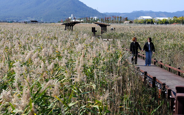 갈대밭을 거닐고 있는 관광객들 (사진=강진군)