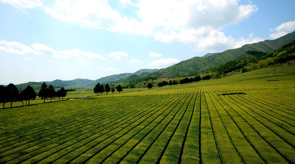 ‘보성녹차’ 2025 APEC 한중 정상회담 국빈 만찬에 올라...보성 평지 다원 전경(사진=보성군)